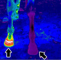 Equina Termografia