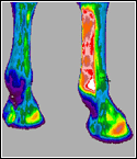 Equine imaging a raggi infrarossi consente di determinare il potenziale di condizioni mediche con il vostro cavallo.